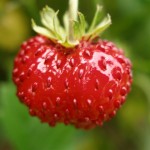 Monatserdbeere `Verbesserte Rügen´