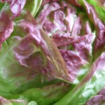 Salate in Sorten