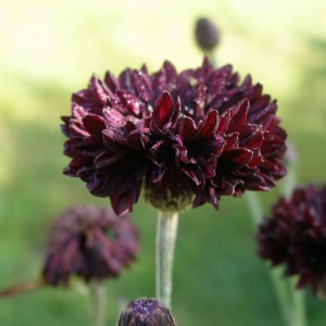 Kornblume Black Ball