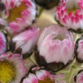 Gänseblümchen
