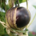 Tomatillo `Purple de Milpa´