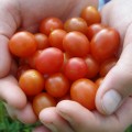Wildtomate `Small Egg´