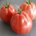 Fleischtomate `Liguria´