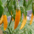 Chili `Criola Stella´