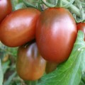 Tomate `Prune noire´
