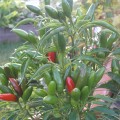 Chili `Kusburnu´