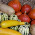 Kürbis und Zucchini in Sorten