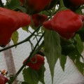 Glockenpaprika