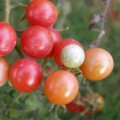 Johannisbeertomate